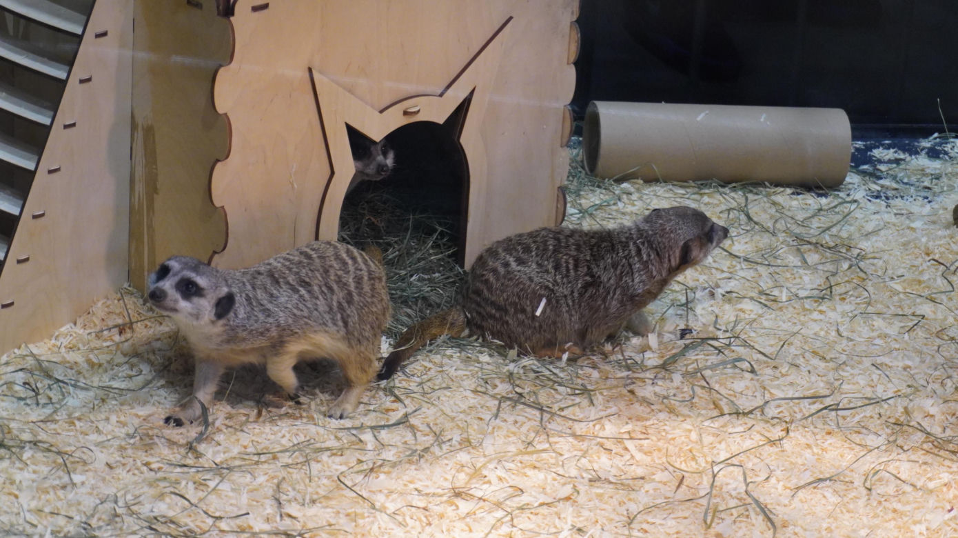 ZOOPARK w Lublinie. „Postawiliśmy na polski las. Chcemy promować nasze zwierzątka”