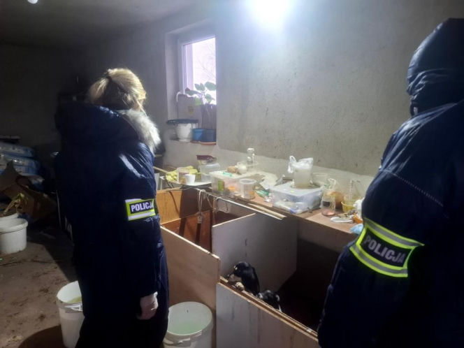 Były niedożywione i zapchlone, miały odmrożone łapy. Dramat 44 małych psów i 3 kotów