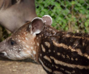 Oto bulwa - mały tapirek, który urodził się w poznańskim zoo