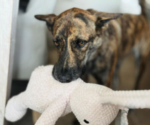 „Maszynka do mielenia mięsa i pałki z krwią”. Kulisy zamknięcia schroniska „Happy Dog”. Co dalej?