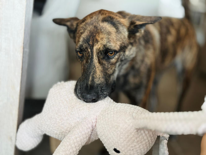 „Maszynka do mielenia mięsa i pałki z krwią”. Kulisy zamknięcia schroniska „Happy Dog”. Co dalej?