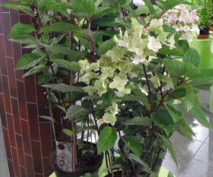Hortensja bukietowa 'Wim's Red'