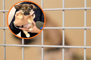 Mario miał być prezentem, trafił pod śmietnik. Trudny przełom roku w łódzkim schronisku