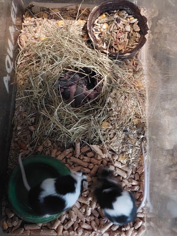 Sklep zoologiczny na ul. Mariackiej w Katowicach