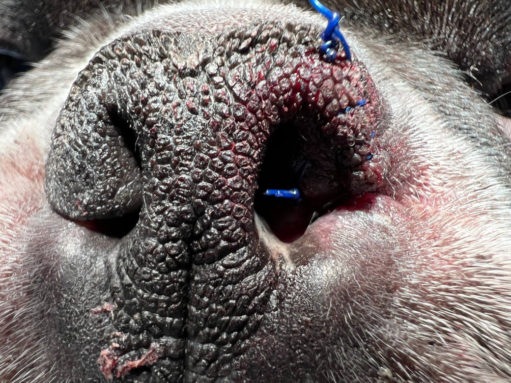Buldog francuski poprawił sobie nos [GALERIA] 