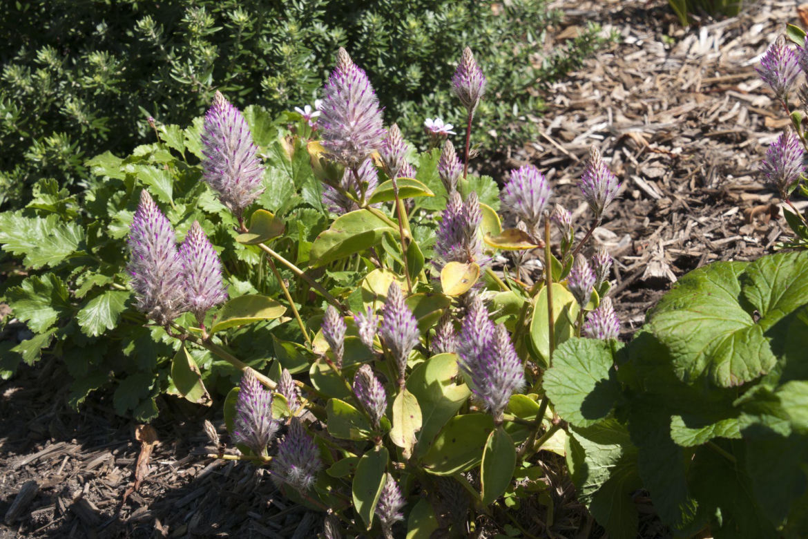 Ptilotus exaltatus 