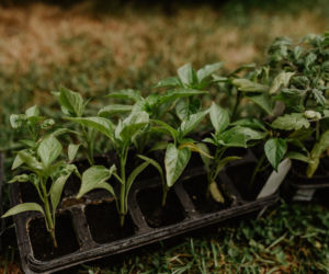 Czas na rozsady, zielone balkony i ogrody w naturalnym stylu. Jakie trendy zdominują ten sezon?
