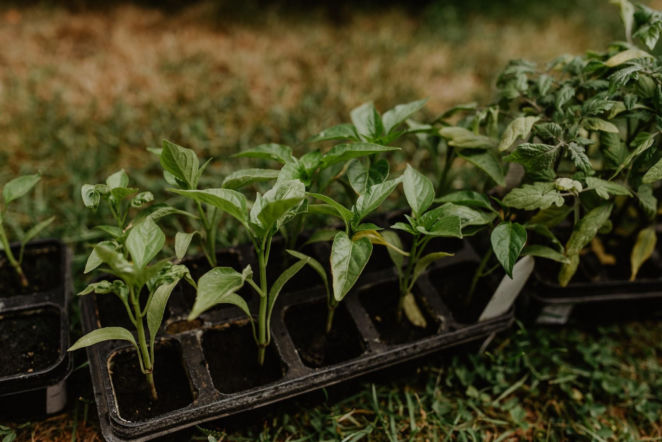 Czas na rozsady, zielone balkony i ogrody w naturalnym stylu. Jakie trendy zdominują ten sezon?