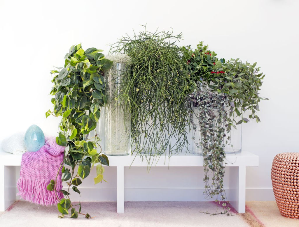 Aeschynanthus - Ceropegia - Rhipsalis - Tillandsia - Tradescantia_BKH.jpg