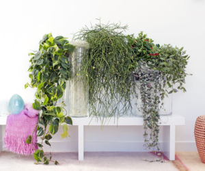 Aeschynanthus - Ceropegia - Rhipsalis - Tillandsia - Tradescantia_BKH.jpg
