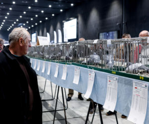 Katowice stolicą gołębiarstwa. Za nami 17. edycja EXPOGołębie. To największa tego typu impreza w Europie