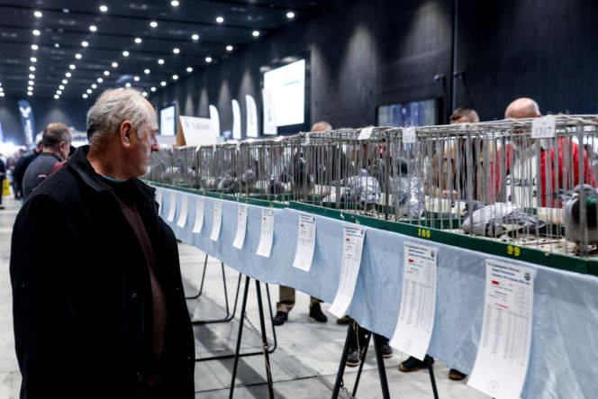 Katowice stolicą gołębiarstwa. Za nami 17. edycja EXPOGołębie. To największa tego typu impreza w Europie