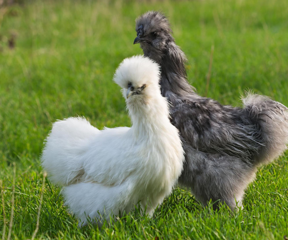 Kura silka – jak hodować jedwabiste kurki w ogródku? Praktyczny poradnik 2026