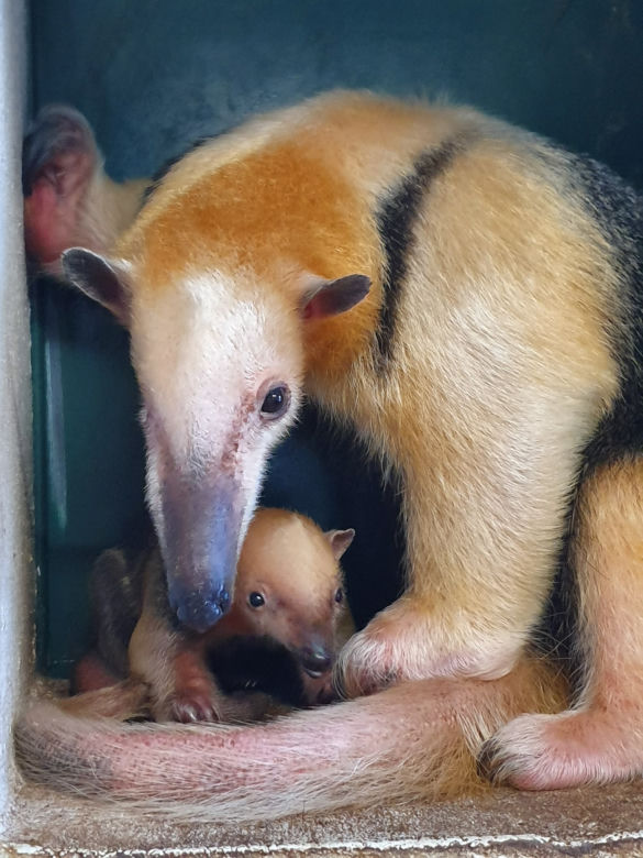 Edi i Suri zostali rodzicami. Wspaniałe wieści z poznańskiego ZOO