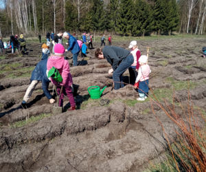 Akcja Grudziądzanie sadzą las!
