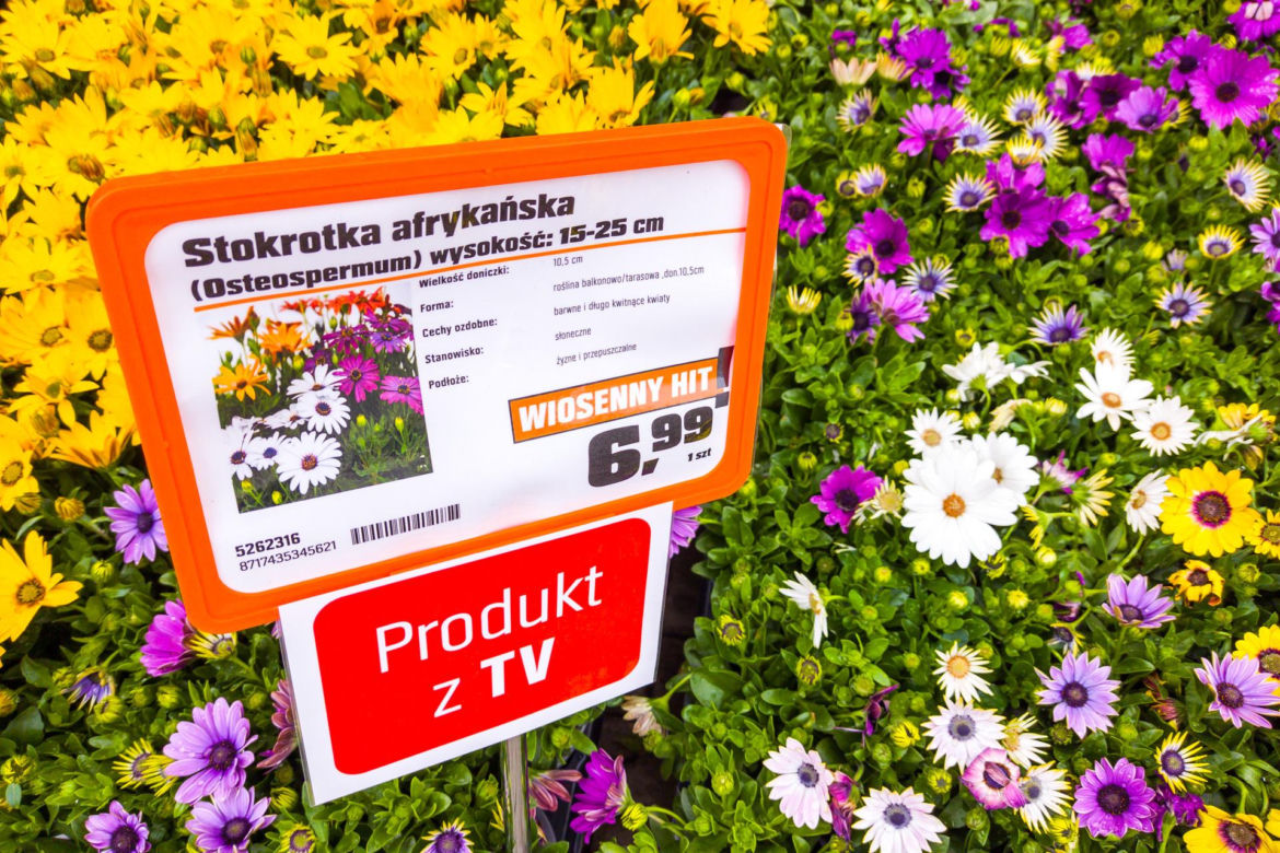 Stokrotka afrykańska – 6,99 zł/szt.