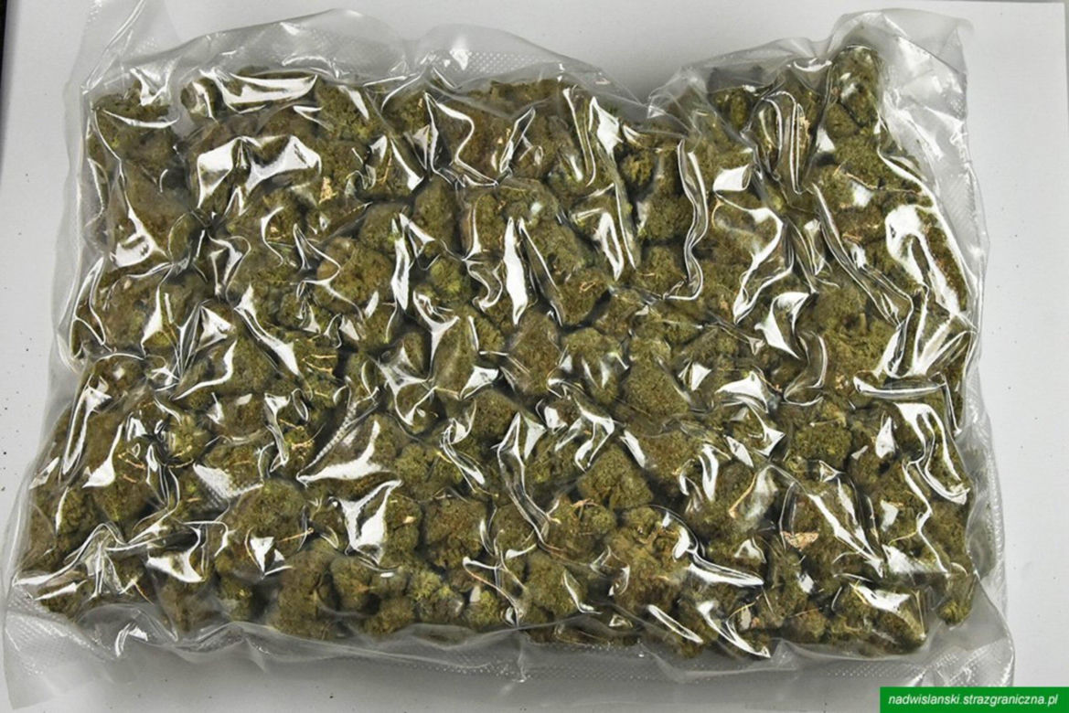 Drops wyniuchał 82 kg marihuany. Wielki przemyt na Lotnisku Chopina