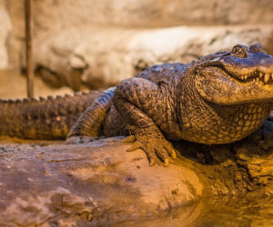 Aligatorzyca Marta z ZOO Płock skończyła 90 lat! To najstarsze zwierzę w Europie!