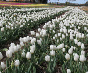 Tulipany na polach w Chrzypsku Wielkim