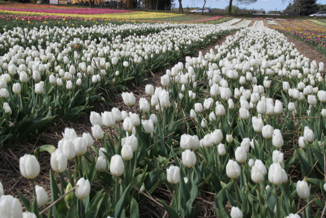 Tulipany na polach w Chrzypsku Wielkim