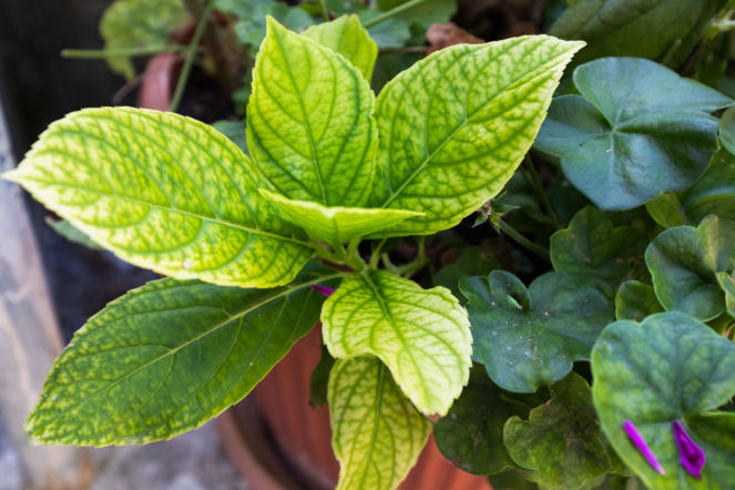 Chloroza hortensja