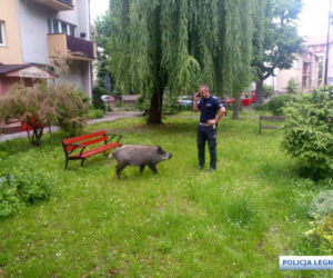 Dzik wystraszył dzieci i zjadł im pierogi