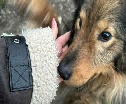 gorzów Azorki pomoc 2