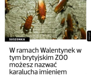 WALENTYNKI 2020 MEMY