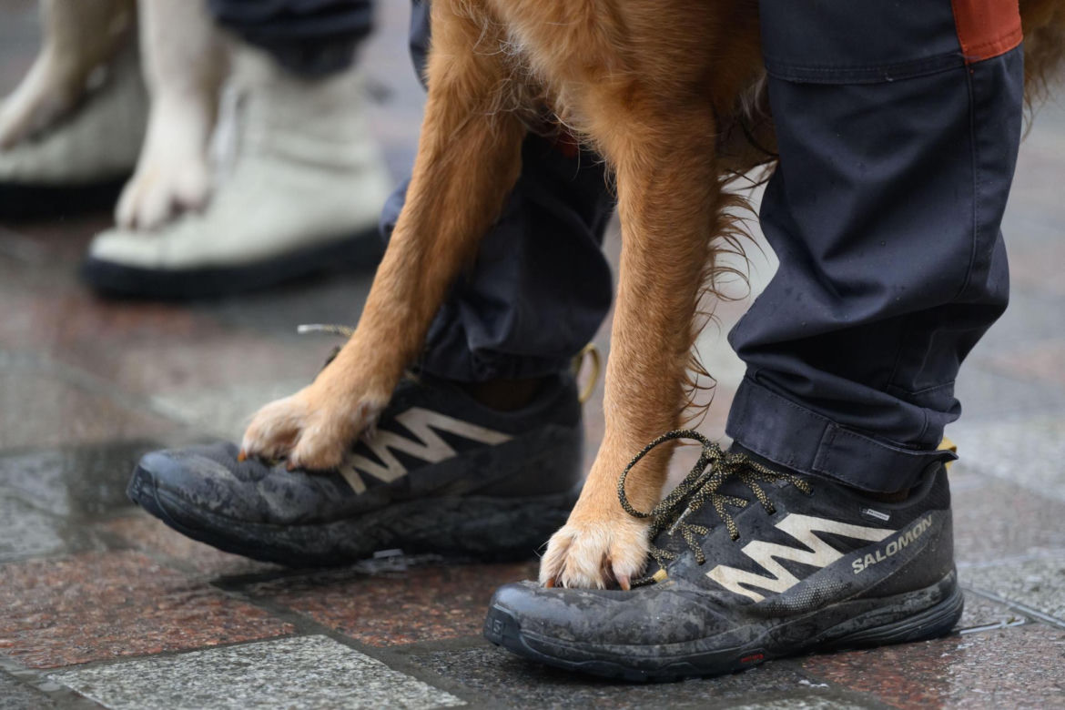 Poznań. Pokaz wyszkolenia psów z grupy „Golden Retriever WOŚP w Poznaniu” podczas 33. Finału Wielkiej Orkiestry Świątecznej Pomocy