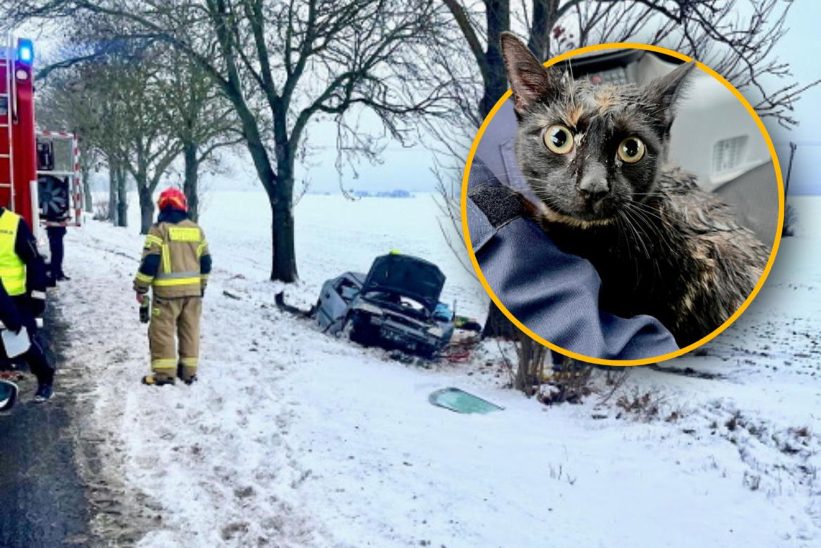 Policjanci uratowali kota z wypadku