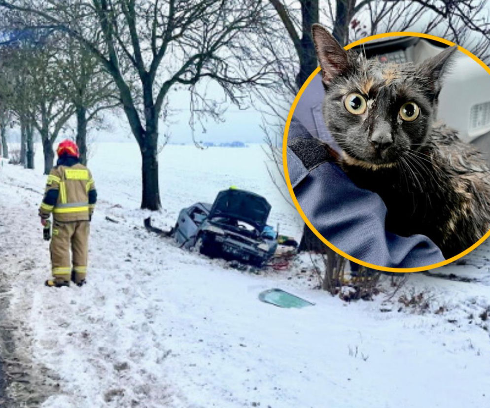 Policjanci uratowali kota z wypadku