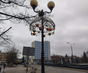 Choinka miejska Siedlce