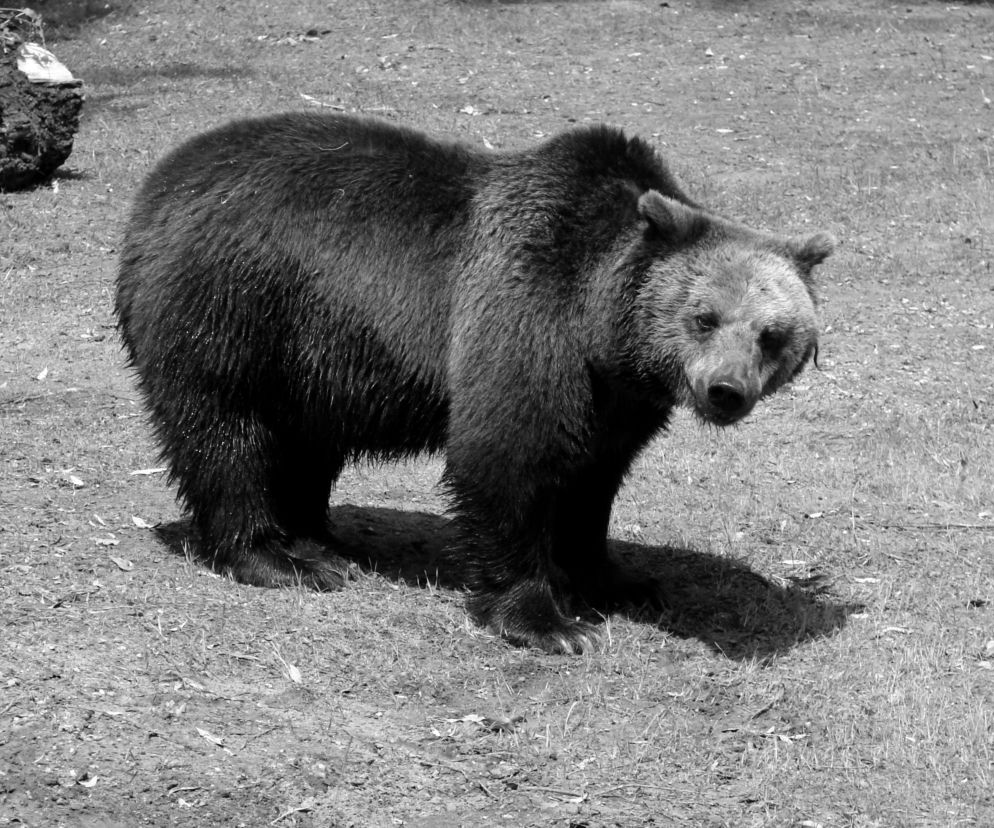 Niedźwiedzica Jola z białostockiego Akcent ZOO nie żyje