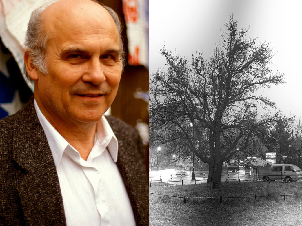 NIEZWYKŁE HISTORIE DRZEW W WARSZAWIE. Przewodnik