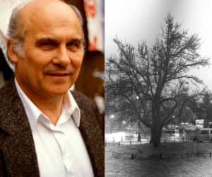 NIEZWYKŁE HISTORIE DRZEW W WARSZAWIE. Przewodnik