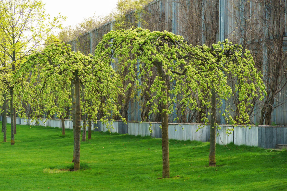 Wiąz górski 'Pendula'