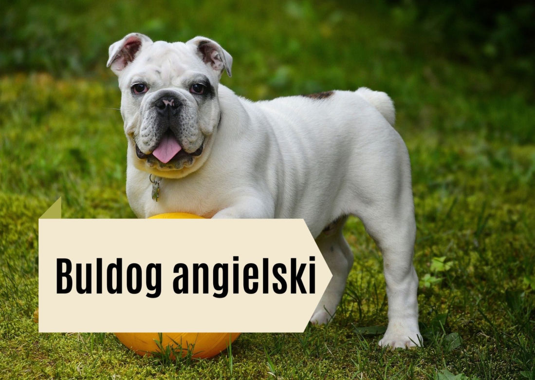 Najlepsze rasy psów dla dzieci. Będą prawdziwymi przyjaciółmi! [GALERIA]