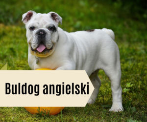 Najlepsze rasy psów dla dzieci. Będą prawdziwymi przyjaciółmi! [GALERIA]