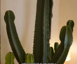 Karolina Gilon chwali się apartamentem! Co za wnętrza