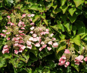Przywarka japońska 'Roseum'