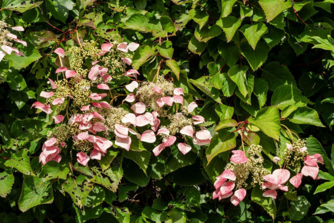 Przywarka japońska 'Roseum'