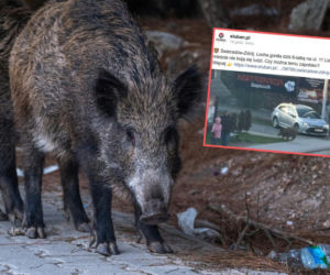 8-latka uciekała przed stadem dzików! Horror w polskim kurorcie 