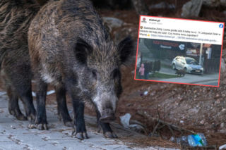 8-latka uciekała przed stadem dzików! Horror w polskim kurorcie 