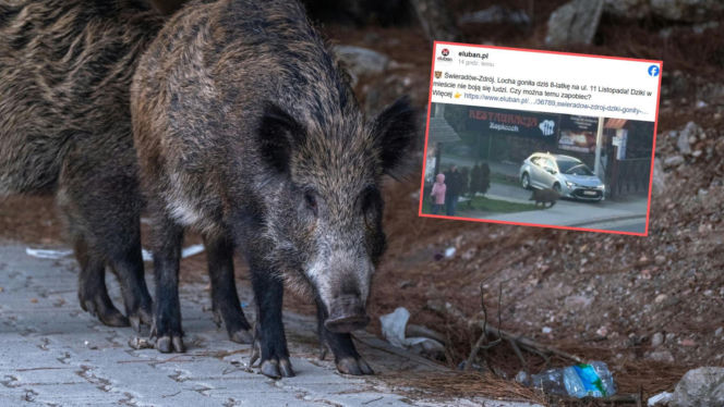 8-latka uciekała przed stadem dzików! Horror w polskim kurorcie 