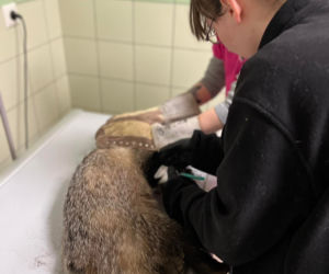 Borsuk Kacper trafia na wolność