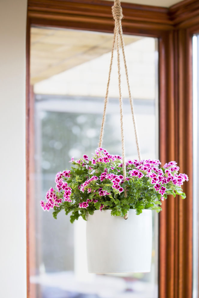 Pelargonia angielska