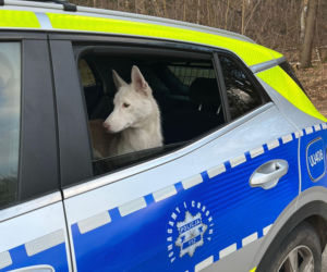 Piorun został porzucony na drodze w Wigilię. Ta historia łamie serca! 