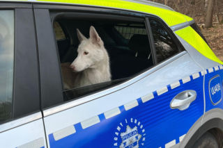 Piorun został porzucony na drodze w Wigilię. Ta historia łamie serca! 