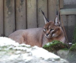 Tak wyglądają zwierzęta mieszkające w śląskim ZOO