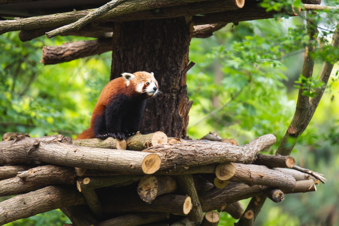 Wrocław: W ZOO zwierzęta korzystają z wiosny. Przyjdź i przekonaj się sam!